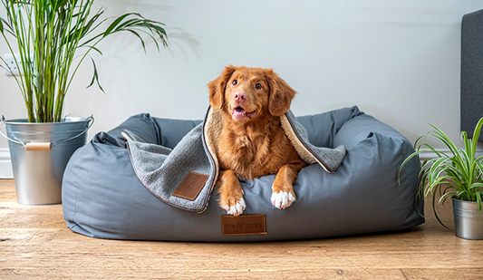 Building a Canine Conscious Pet Care Paradise